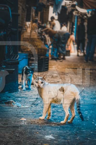 Indian street cat or stray cat inside a dark meat market in Kolkata, India, 2022