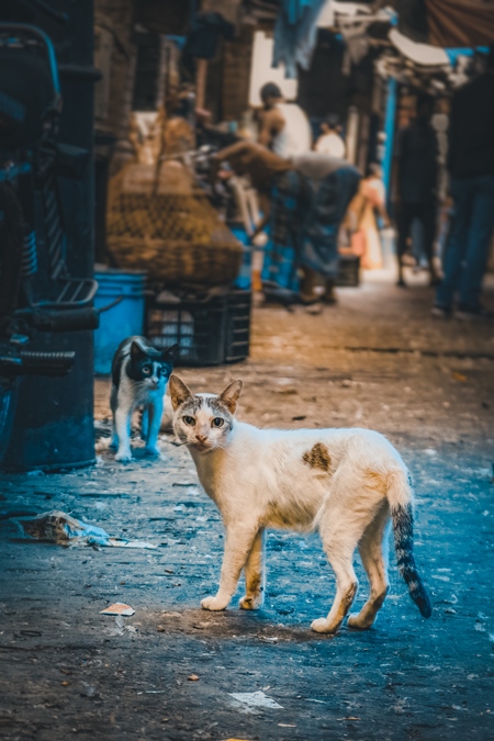 Indian street cat or stray cat inside a dark meat market in Kolkata, India, 2022