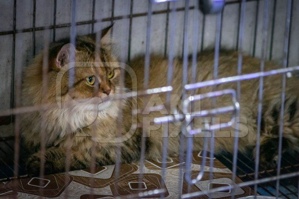 Pedigree persian cat in a dark cage on sale as pet at Crawford pet market in Mumbai