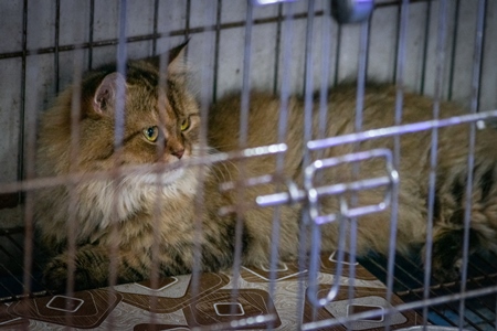 Pedigree persian cat in a dark cage on sale as pet at Crawford pet market in Mumbai