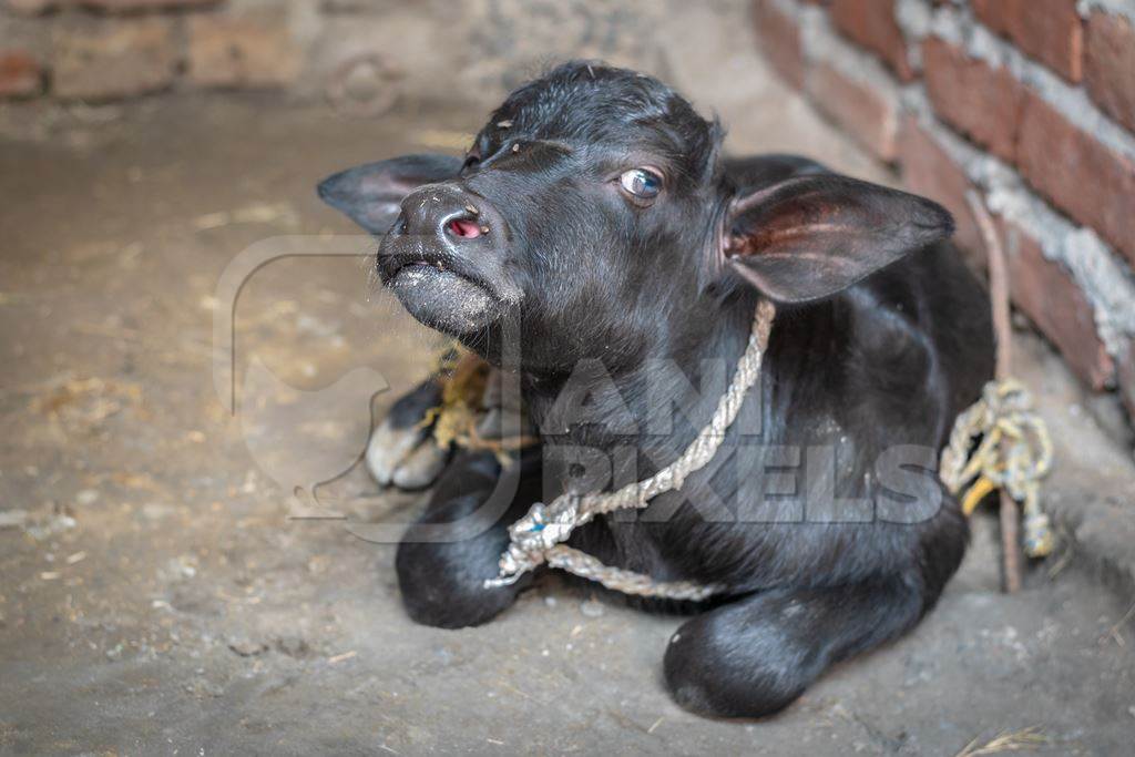 Baby buffalo calf tied up alone away from mother in village in rural Bihar