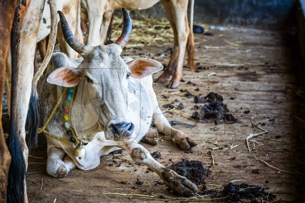 Dairy cows tied up in a barn in a dairy in rural village