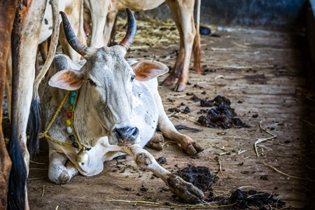 Dairy cows tied up in a barn in a dairy in rural village