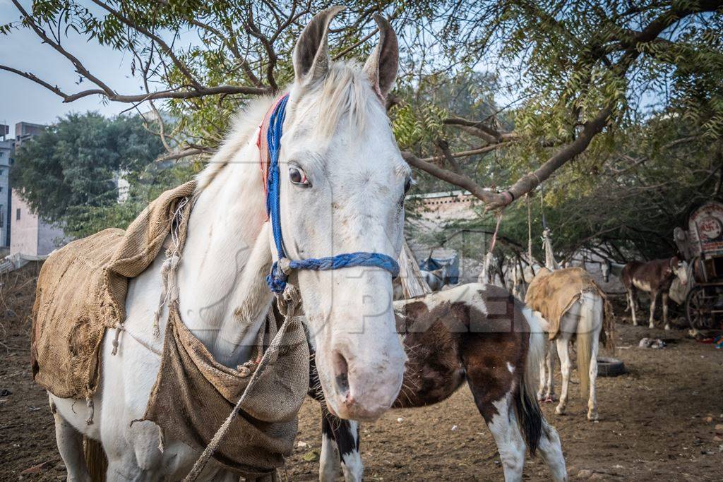 White horse used for marriage standing in a field in Bikaner