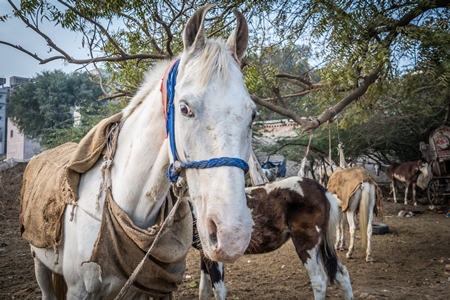 White horse used for marriage standing in a field in Bikaner