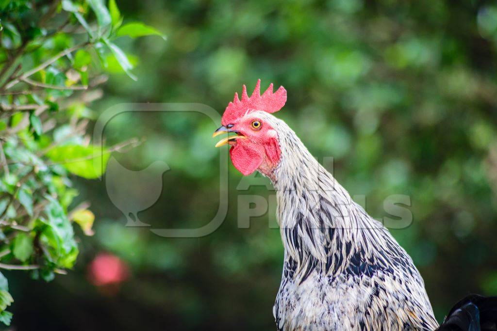 Cockerel crowing wtih green background in a village