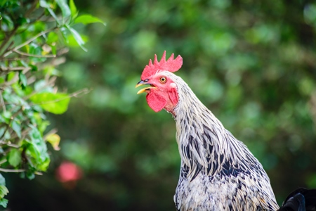 Cockerel crowing wtih green background in a village