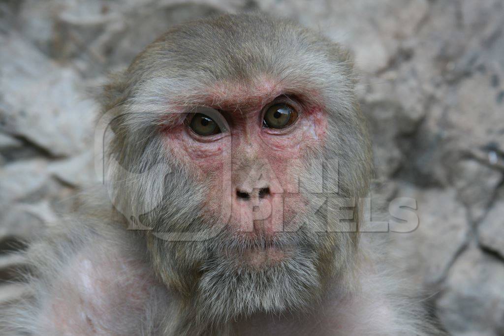 Macaque monkey staring at the camera