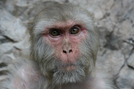 Macaque monkey staring at the camera