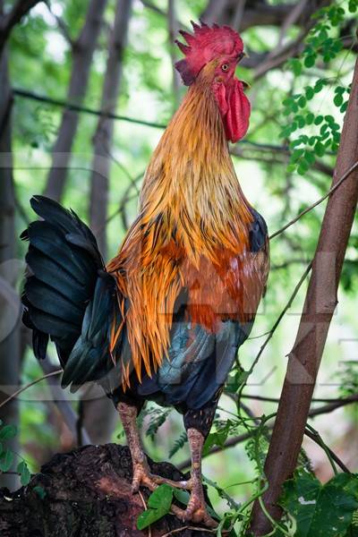 Free range cockerel or rooster crowing in a green forest