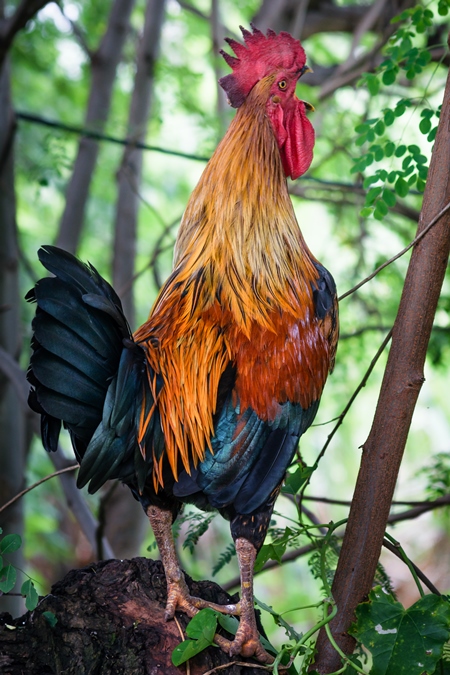 Free range cockerel or rooster crowing in a green forest