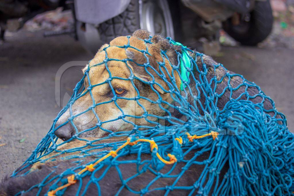 Indian stray or street dog caught in net for spay and neuter or sterilisation or animal birth control in an urban city in India