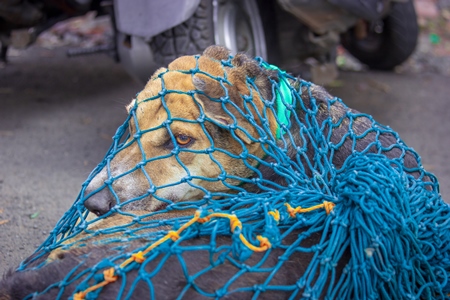 Indian stray or street dog caught in net for spay and neuter or sterilisation or animal birth control in an urban city in India