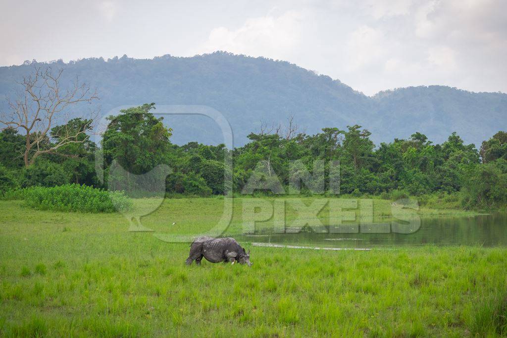 Photo of Indian one-horned rhino in green landscape Kaziranga National Park in Assam in India