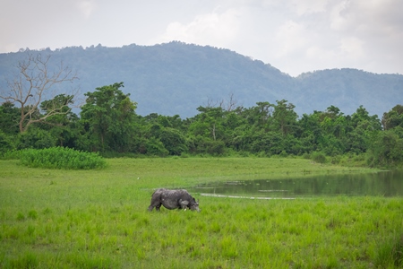 Photo of Indian one-horned rhino in green landscape Kaziranga National Park in Assam in India