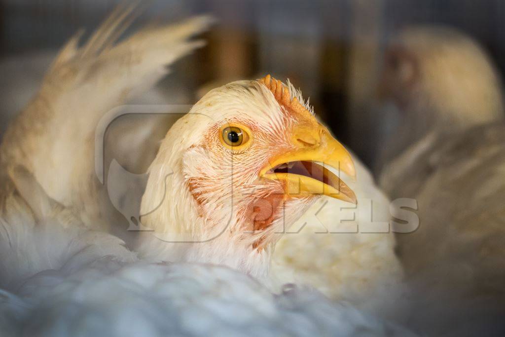 Broiler chickens packed into a cage at a chicken shop