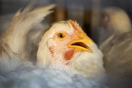 Broiler chickens packed into a cage at a chicken shop