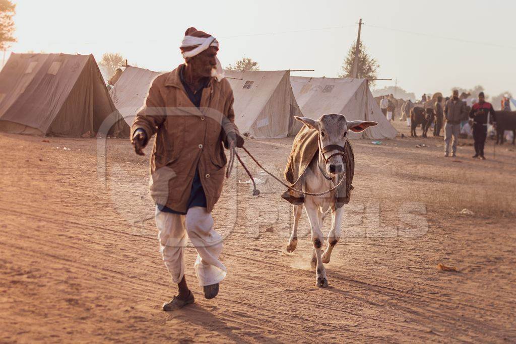 Man leading Indian cow calf at Nagaur Cattle Fair, Nagaur, Rajasthan, India, 2022