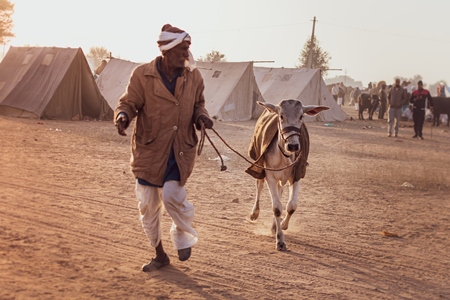 Man leading Indian cow calf at Nagaur Cattle Fair, Nagaur, Rajasthan, India, 2022