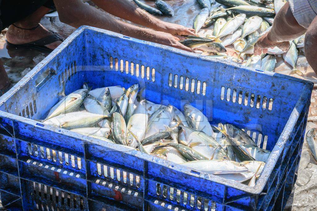 Fish in blue crate on sale at a fish market at Sassoon Docks