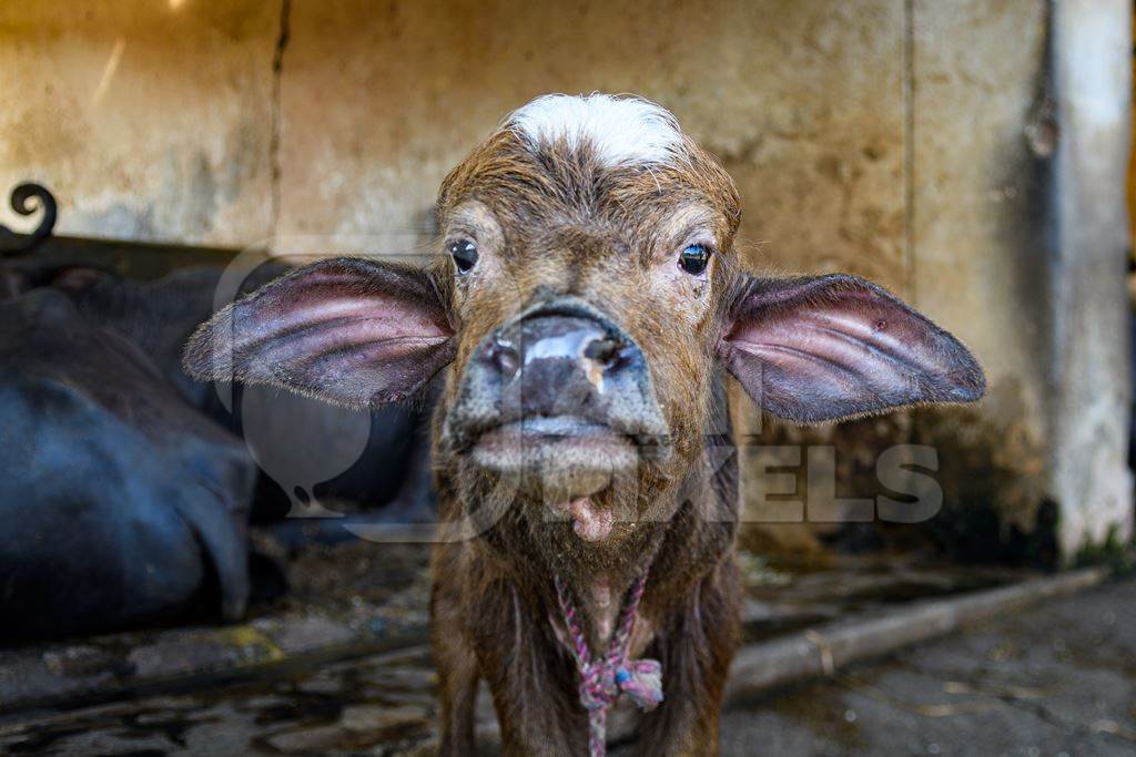 Indian buffalo calf tied up away from mother  on an urban dairy farm or tabela, Aarey milk colony, Mumbai, India, 2023