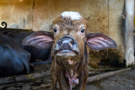 Indian buffalo calf tied up away from mother  on an urban dairy farm or tabela, Aarey milk colony, Mumbai, India, 2023