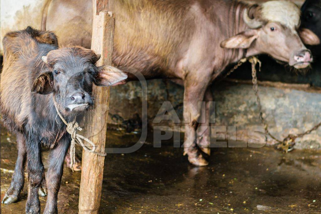 Sick looking farmed buffalo calf tied up in an urban dairy