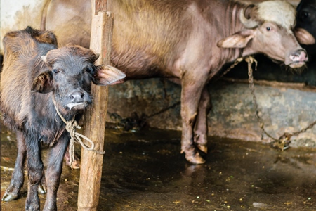 Sick looking farmed buffalo calf tied up in an urban dairy