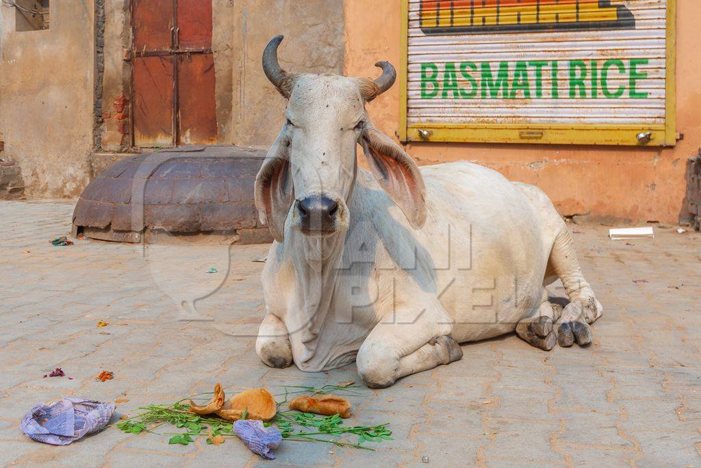 Indian street cow or bullock with large horns sitting on the street in the town of Pushkar in Rajasthan in India with orange background