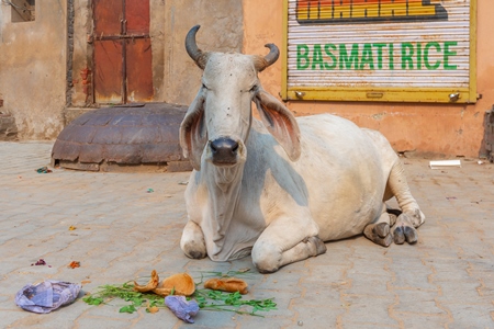 Indian street cow or bullock with large horns sitting on the street in the town of Pushkar in Rajasthan in India with orange background