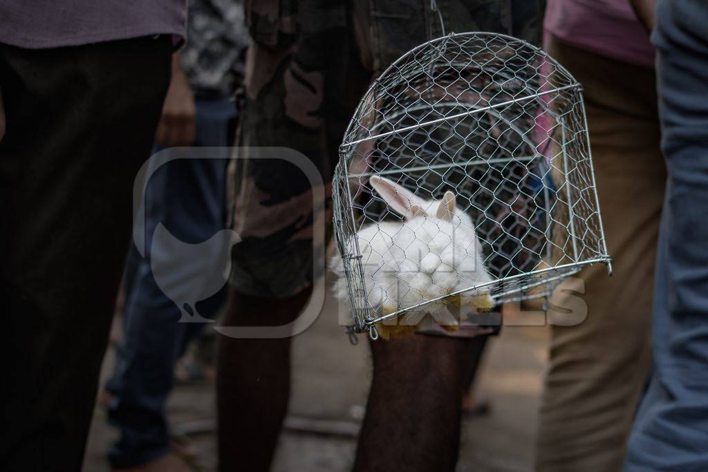 Baby white rabbits in cages on sale as pets at Galiff Street pet market, Kolkata, India, 2022