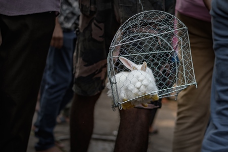 Baby white rabbits in cages on sale as pets at Galiff Street pet market, Kolkata, India, 2022