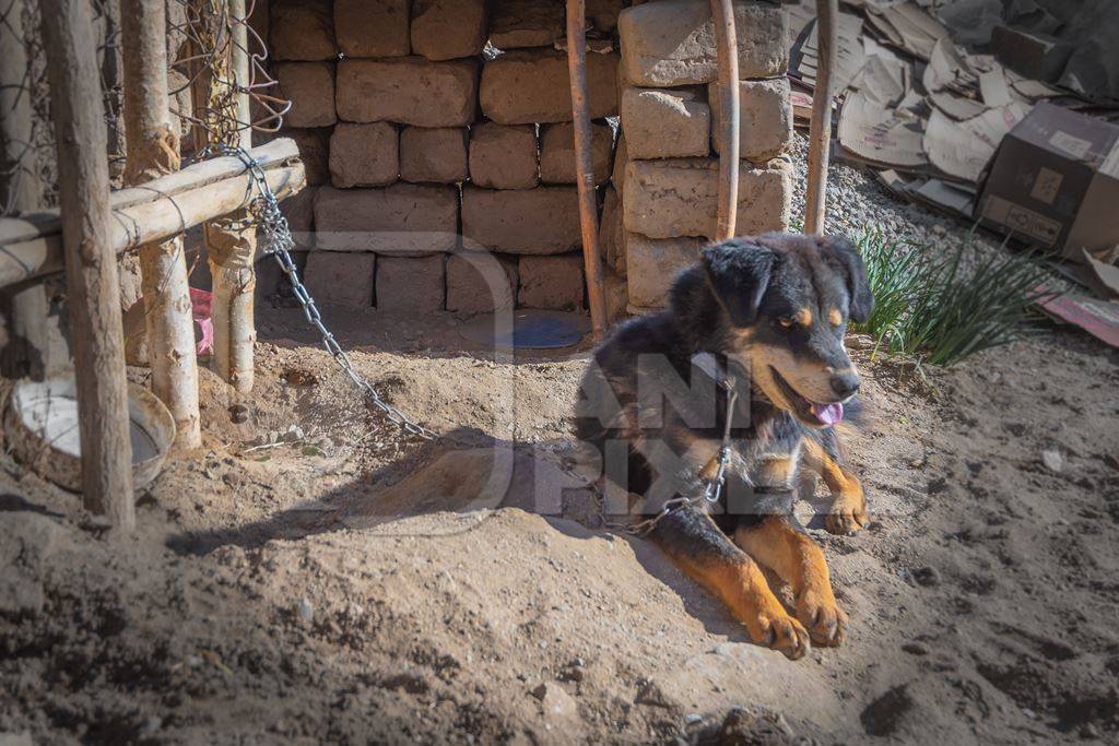 Pet dog chained up next to small kennel in Ladakh in the Himalaya mountains in India