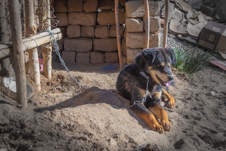 Pet dog chained up next to small kennel in Ladakh in the Himalaya mountains in India