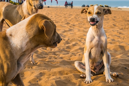 Stray street puppy baring teeth while playing on beach in Goa