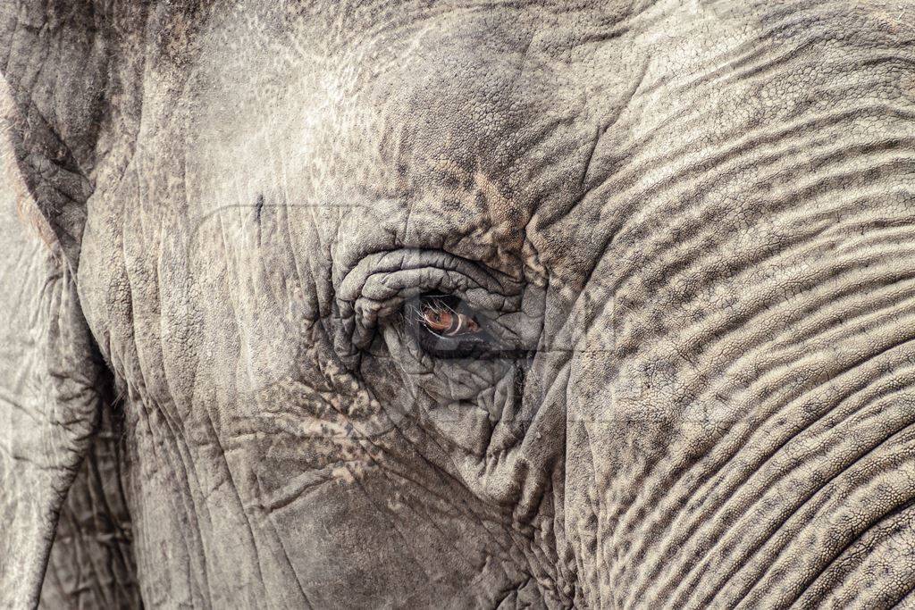 Close up of eye and trunk of elephant in zoo