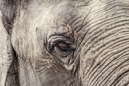 Close up of eye and trunk of elephant in zoo