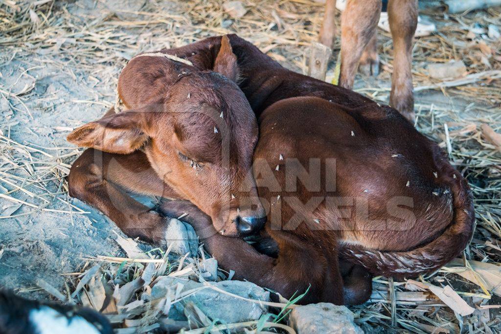 Brown dairy calf with flies tied up and sleeping at Sonepur cattle fair