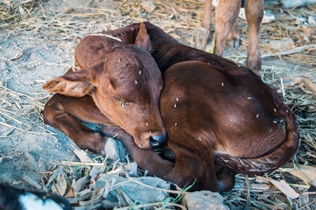Brown dairy calf with flies tied up and sleeping at Sonepur cattle fair