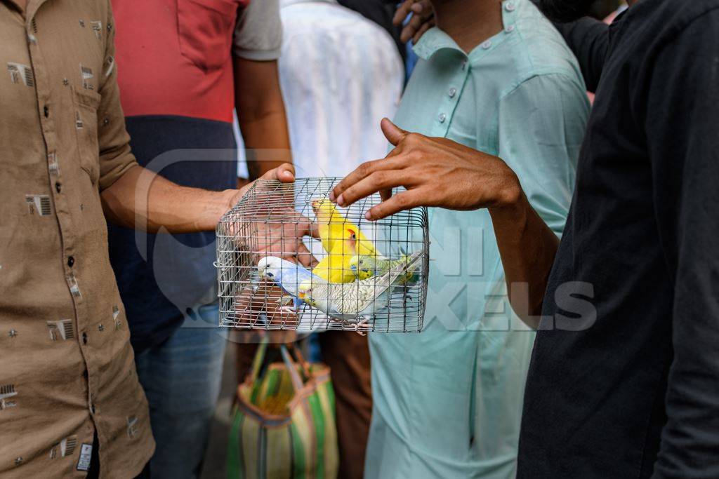 Caged budgerigar birds and lovebirds on sale in the pet trade by bird sellers at Galiff Street pet market, Kolkata, India, 2022