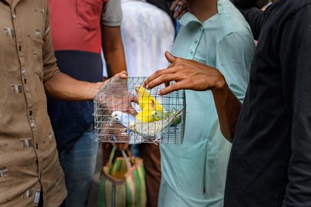 Caged budgerigar birds and lovebirds on sale in the pet trade by bird sellers at Galiff Street pet market, Kolkata, India, 2022