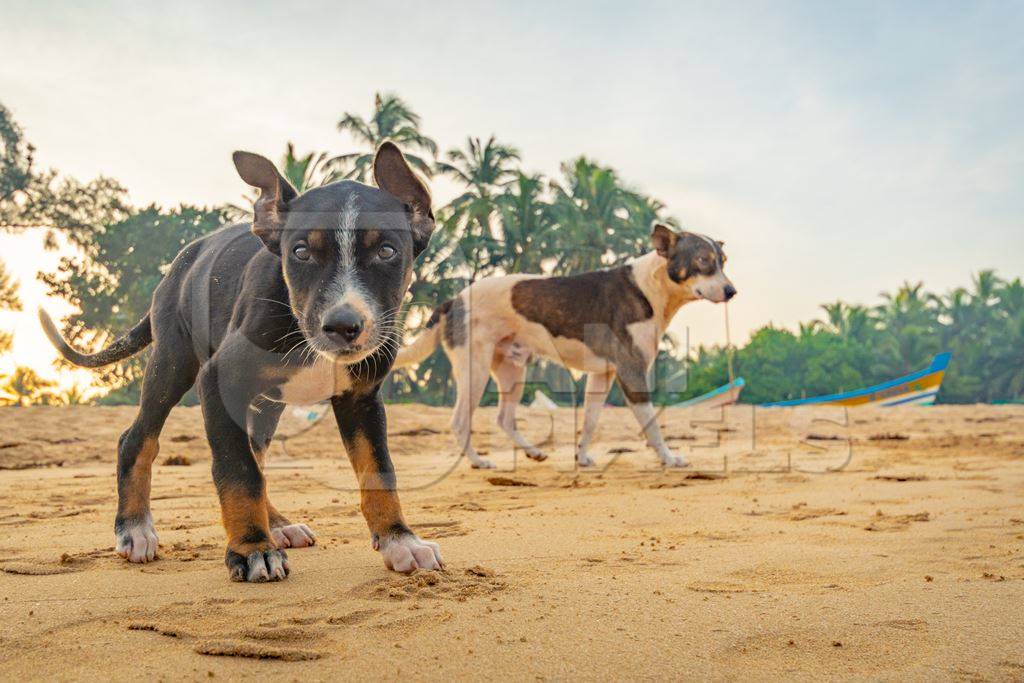 Small stray Indian street puppy dogs on with blue sky background in Maharashtra, India