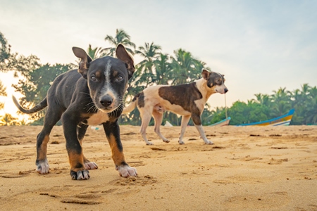 Small stray Indian street puppy dogs on with blue sky background in Maharashtra, India