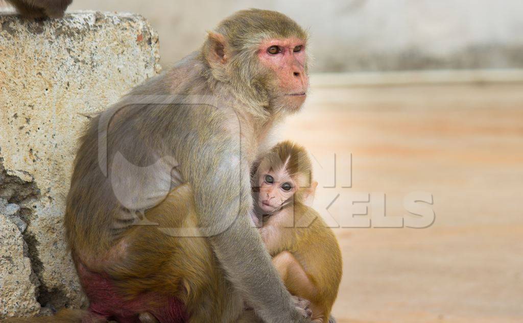 Mother macaque monkey with baby