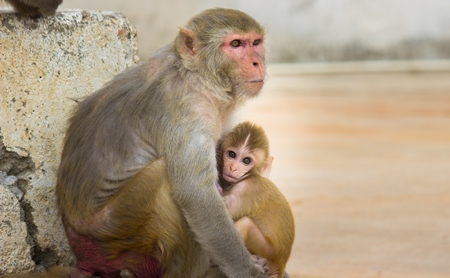 Mother macaque monkey with baby