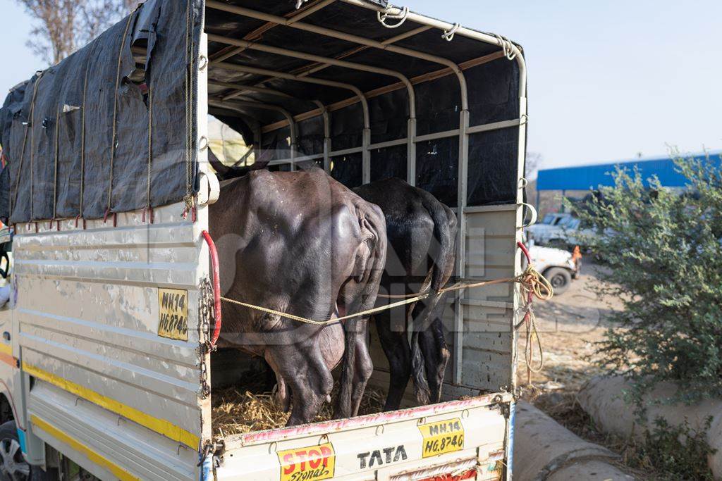 Indian buffaloes in the back of a truck at Chakan Cow and Buffalo Market, Maharashtra, India, 2024