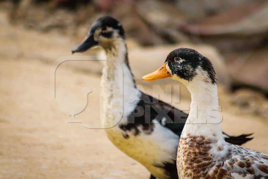 Farmed ducks in a village in rural Bihar