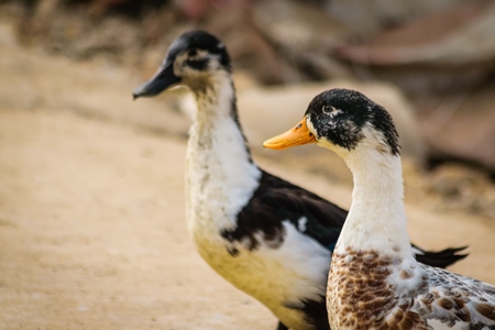 Farmed ducks in a village in rural Bihar