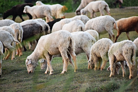 Photo of herd of farmed sheep and goats in a field, India