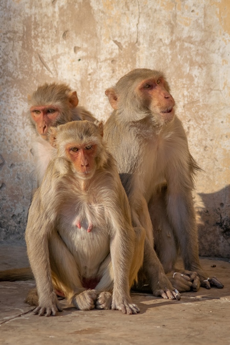 Group of Indian macaque monkeys at Galta Ji monkey temple near Jaipur in Rajasthan in India